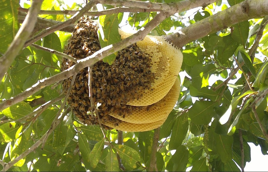 Bee Hive Removal in Brisbane