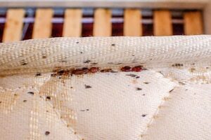 Bed Bugs