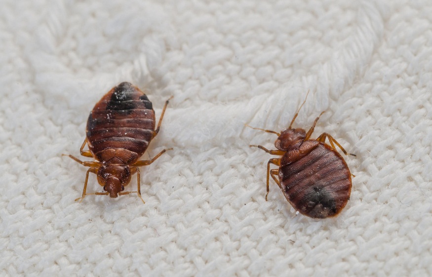If Pests Had a Reality
