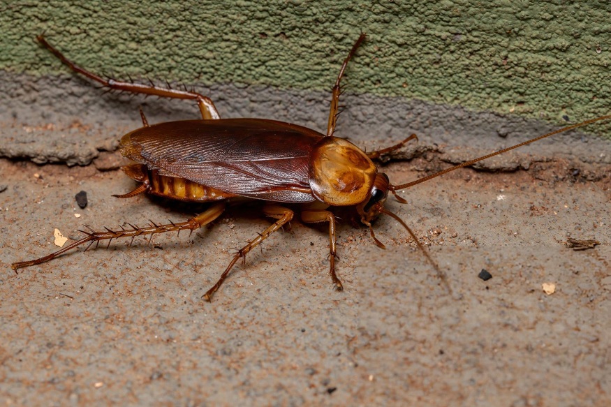 Romney Pest Control.